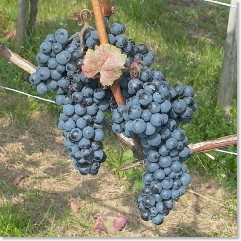 zweigelt